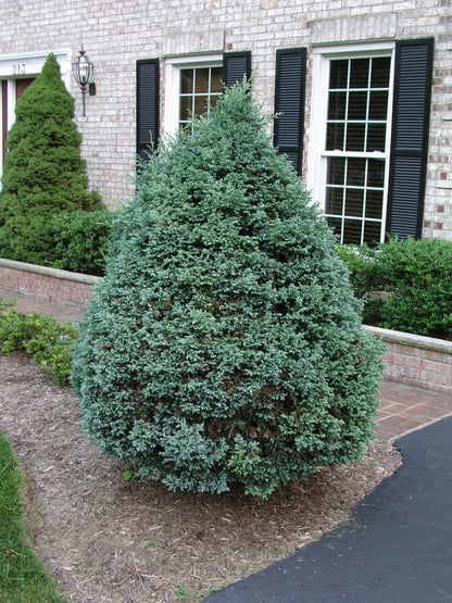 Boulevard Japanese Falsecypress