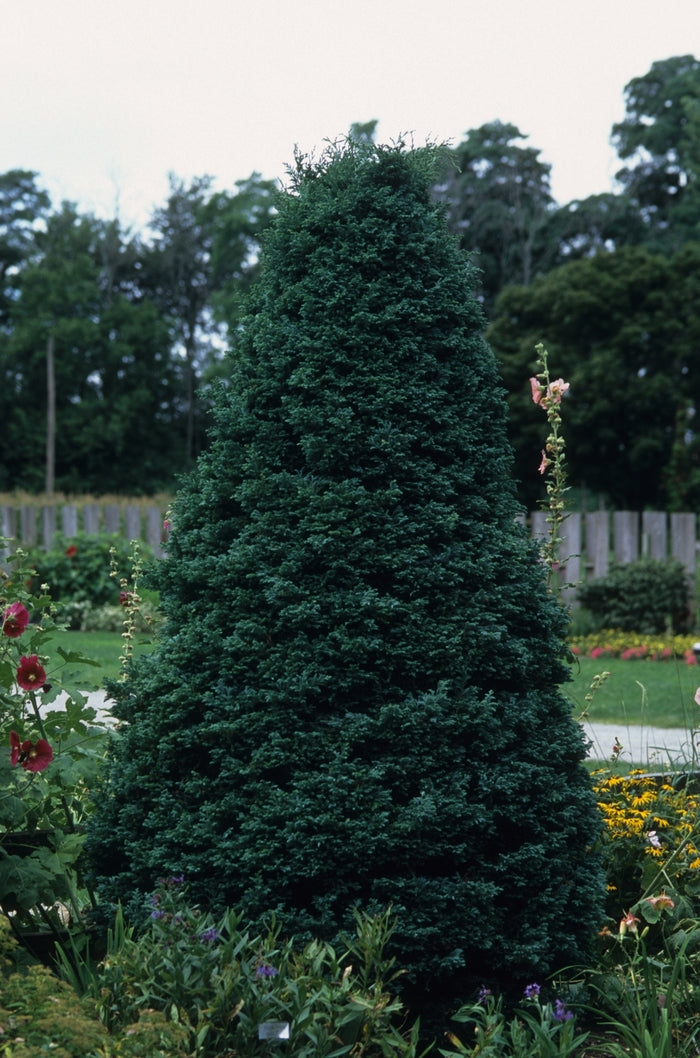 Boulevard Japanese Falsecypress