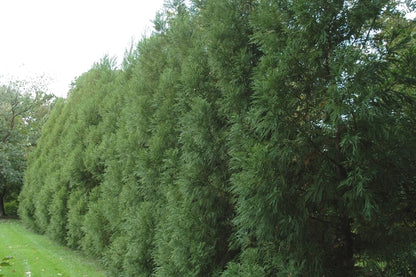 Cryptomeria Radicans