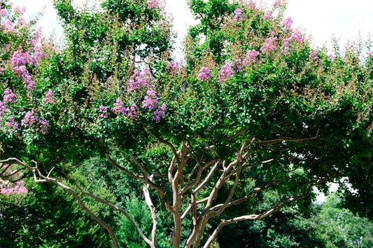 Catawba Crape Myrtle