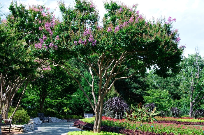 Catawba Crape Myrtle