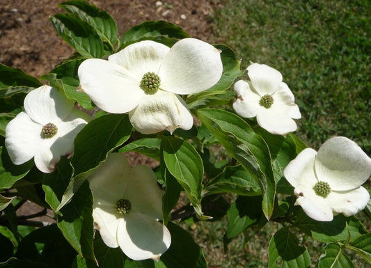 Chinese Dogwood or Kousa Dogwood