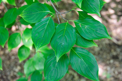 Chinese Dogwood or Kousa Dogwood