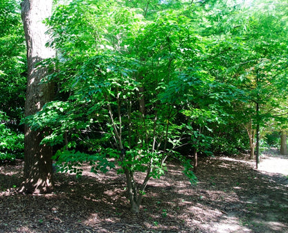 Chinese Dogwood or Kousa Dogwood