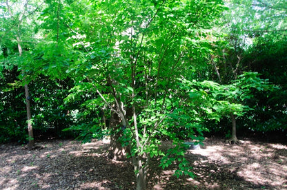 Chinese Dogwood or Kousa Dogwood