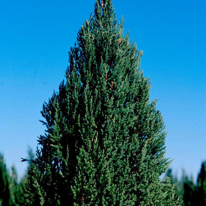 Blue Point Chinese Juniper