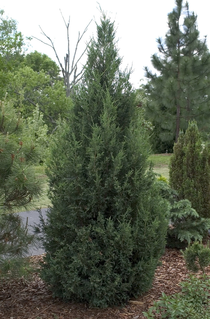 Blue Point Chinese Juniper