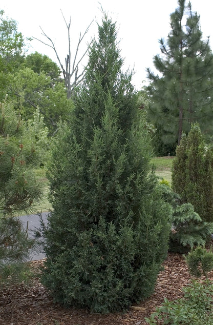 Blue Point Chinese Juniper