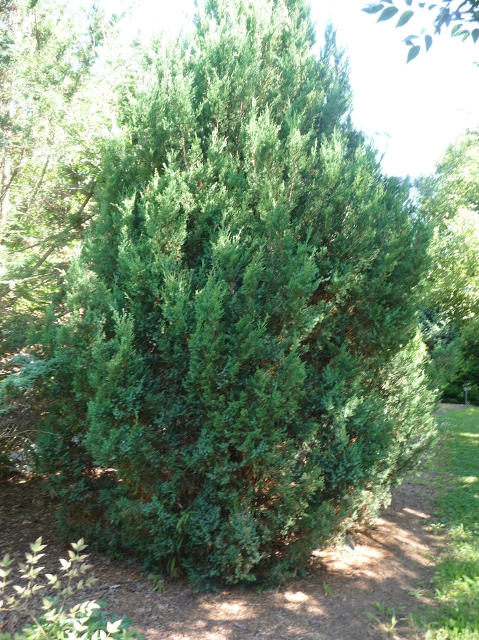 Blue Point Chinese Juniper