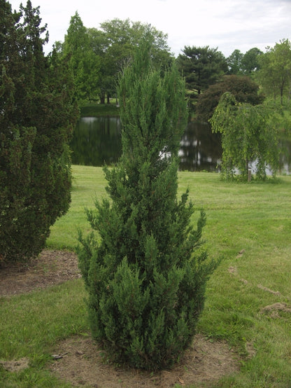 Blue Point Chinese Juniper