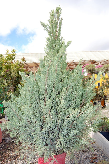 Blue Point Chinese Juniper