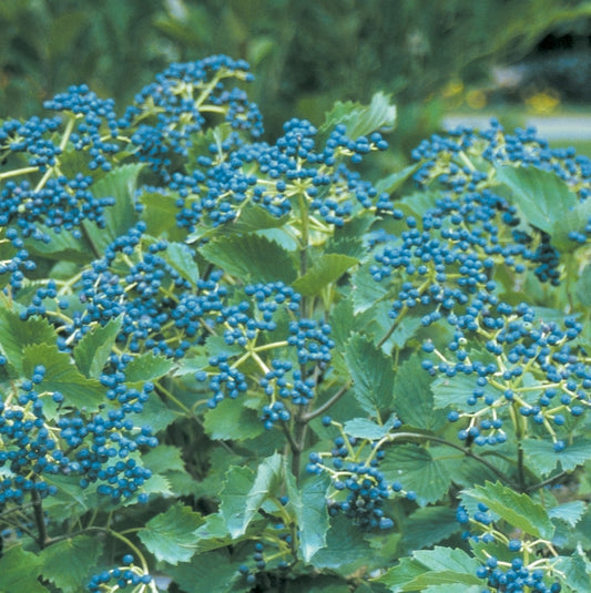 Blue Muffin® Arrowwood Viburnum