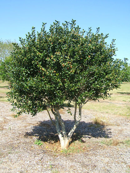 Burfordii Holly