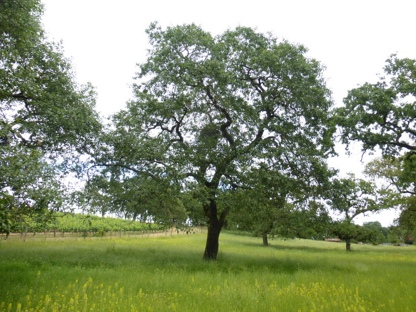 California Black Oak