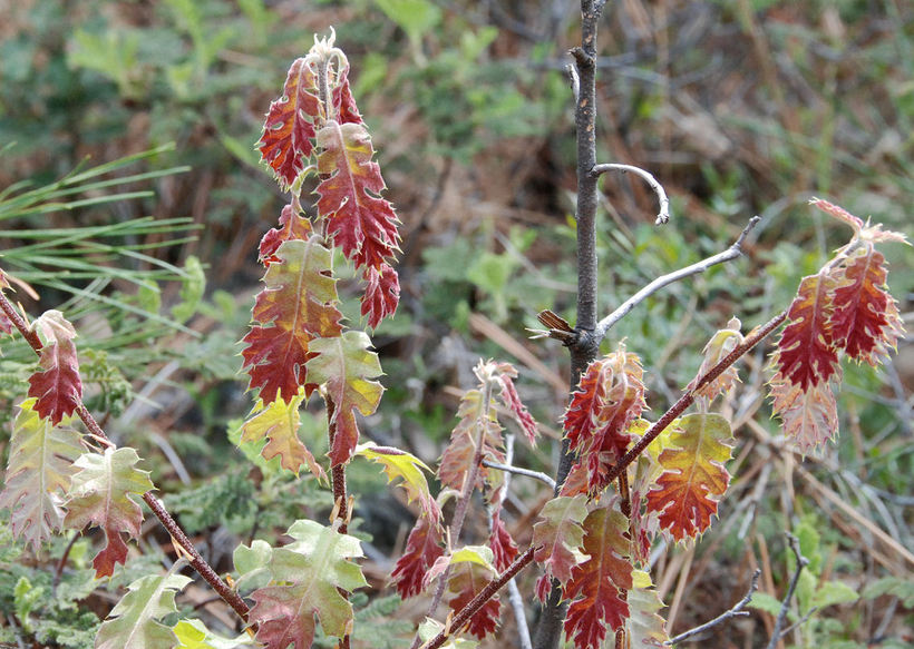 California Black Oak