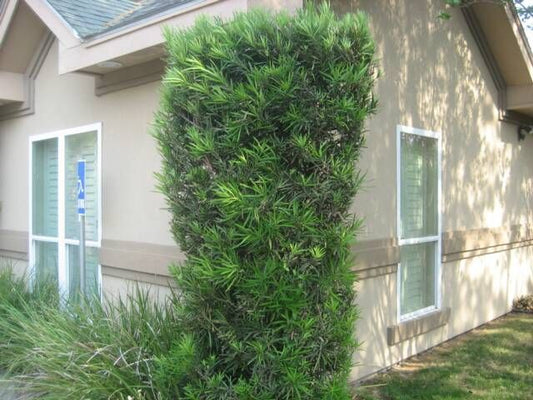 Columnaris Japanese Yew