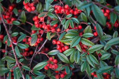 Willowleaf Cotoneaster