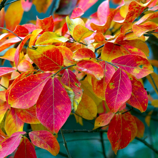 Tonto Crape Myrtle